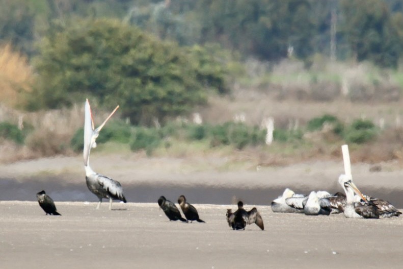 Peruvian Pelican - ML641667965