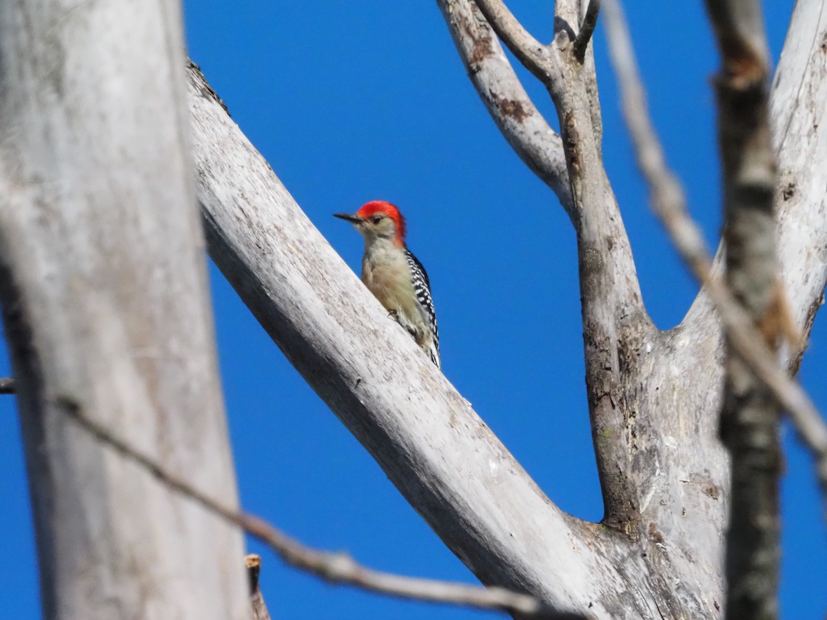 Red-bellied Woodpecker - ML641667984