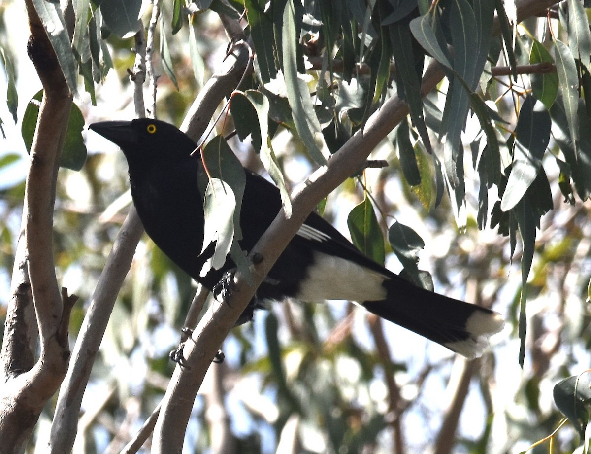 Pied Currawong - ML641667987