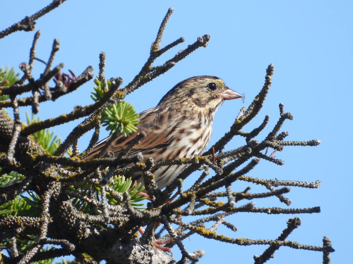 Savannah Sparrow - ML641667989