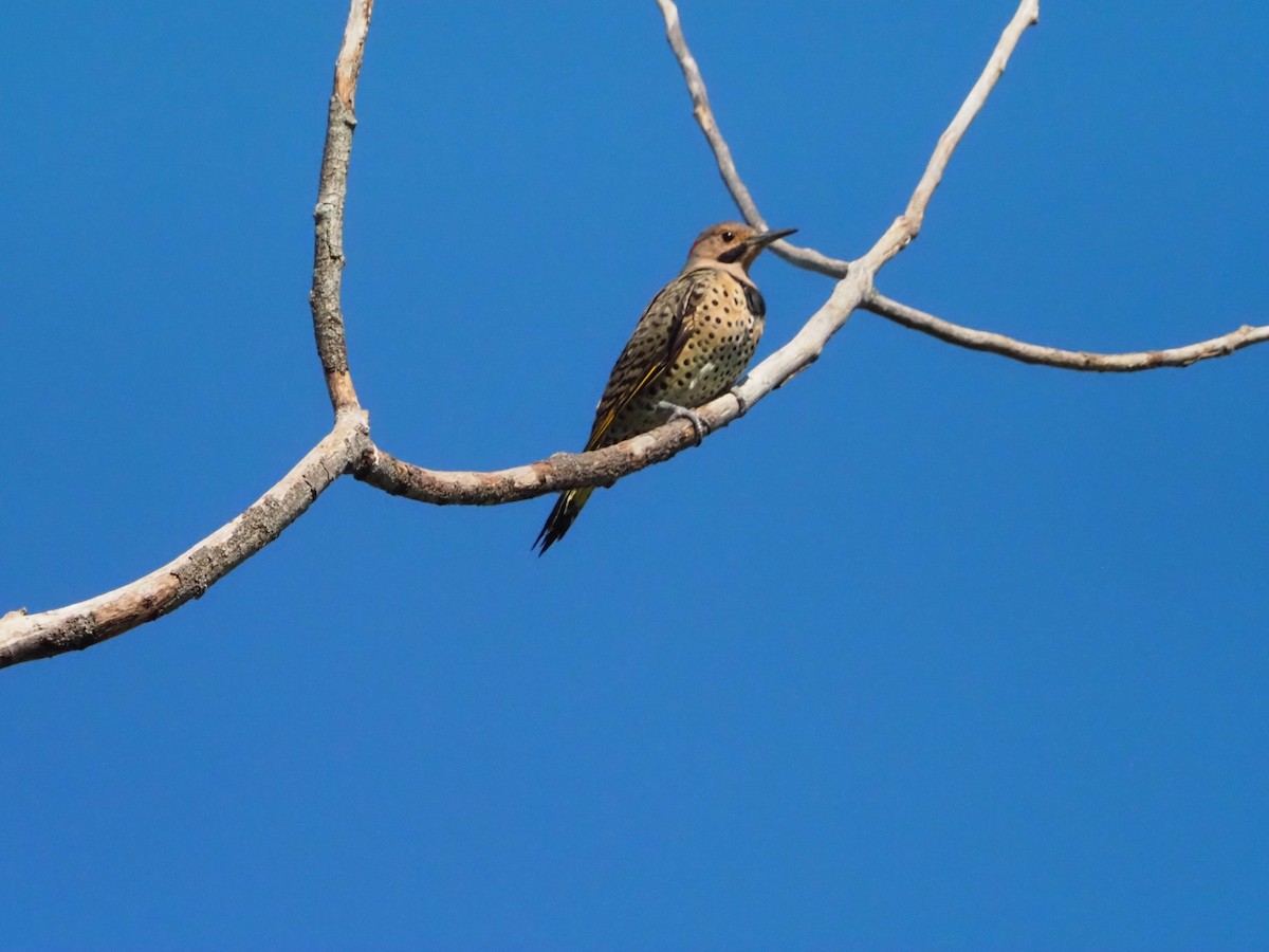 Northern Flicker - ML641667990