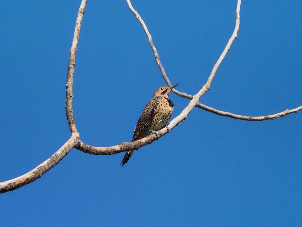 Northern Flicker - ML641667991