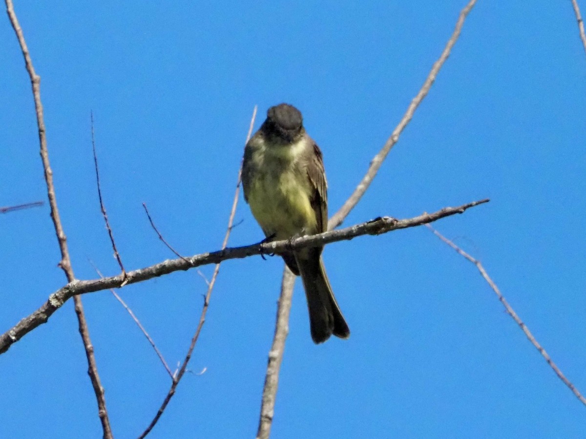 Eastern Phoebe - ML641667995