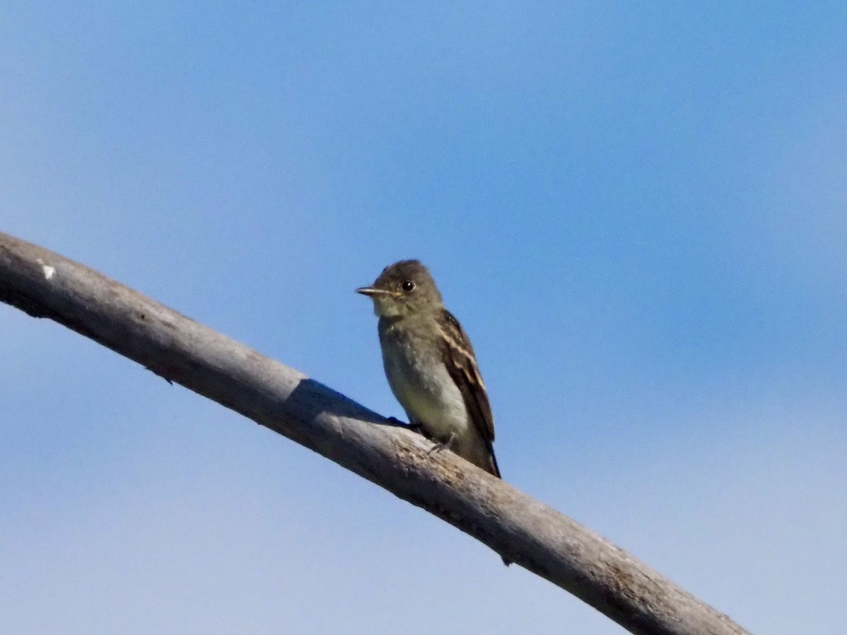 Eastern Wood-Pewee - ML641667996