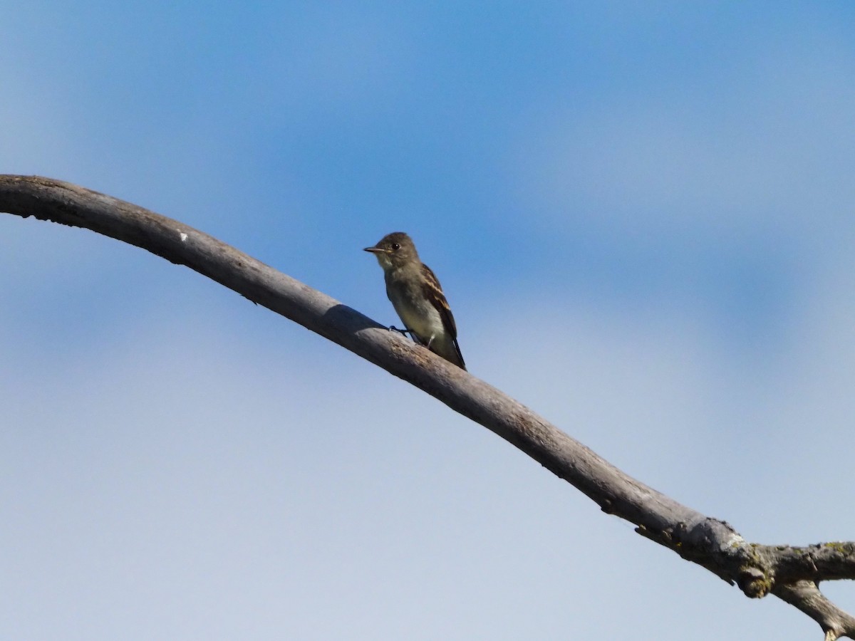 Eastern Wood-Pewee - ML641667997