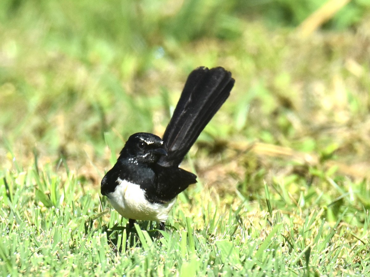 Willie-wagtail - ML641667998