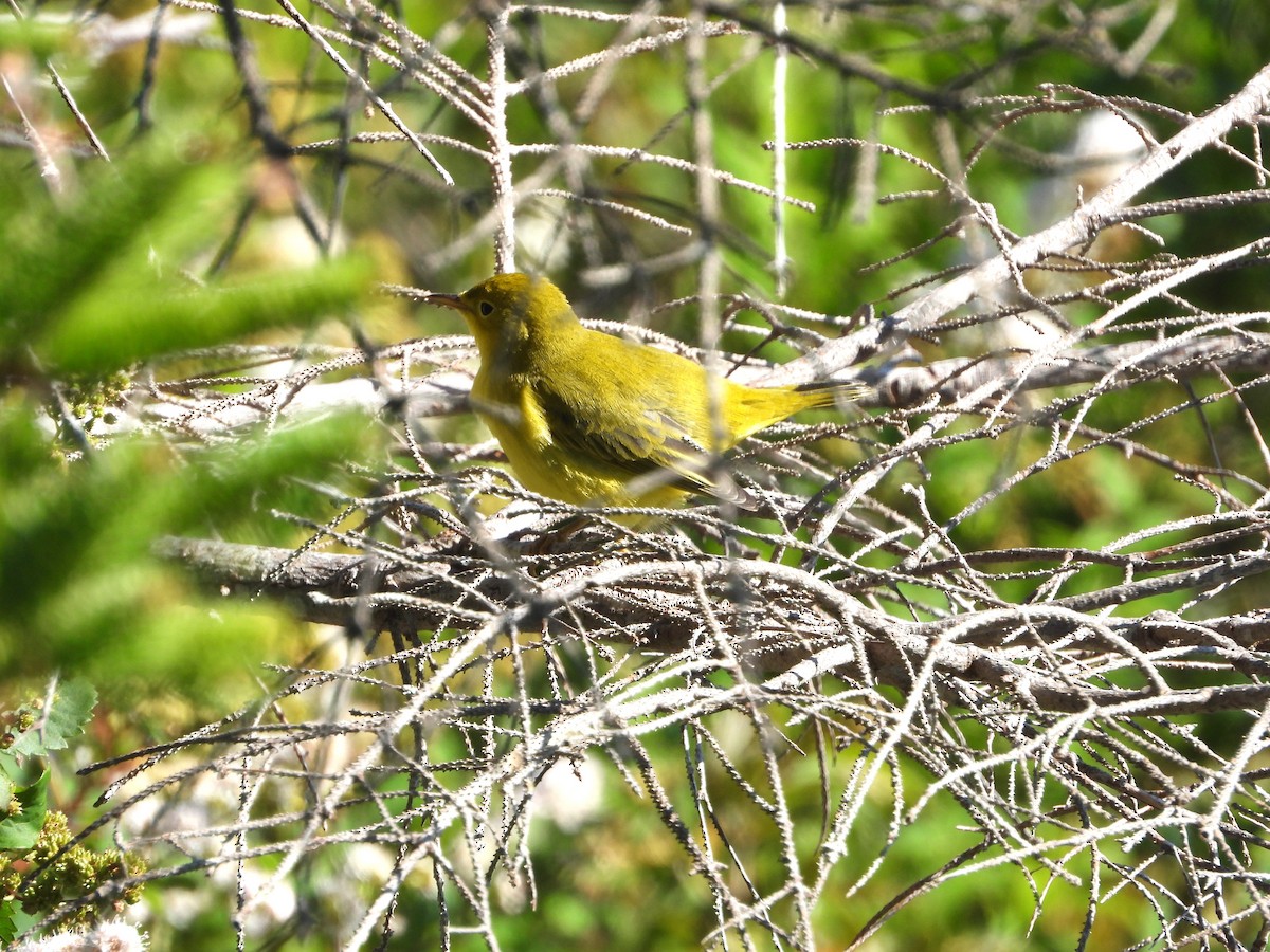 Yellow Warbler - ML641668001