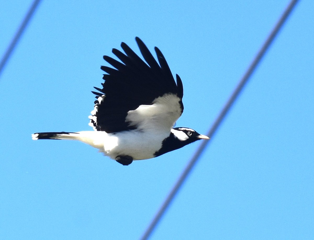Magpie-lark - ML641668004