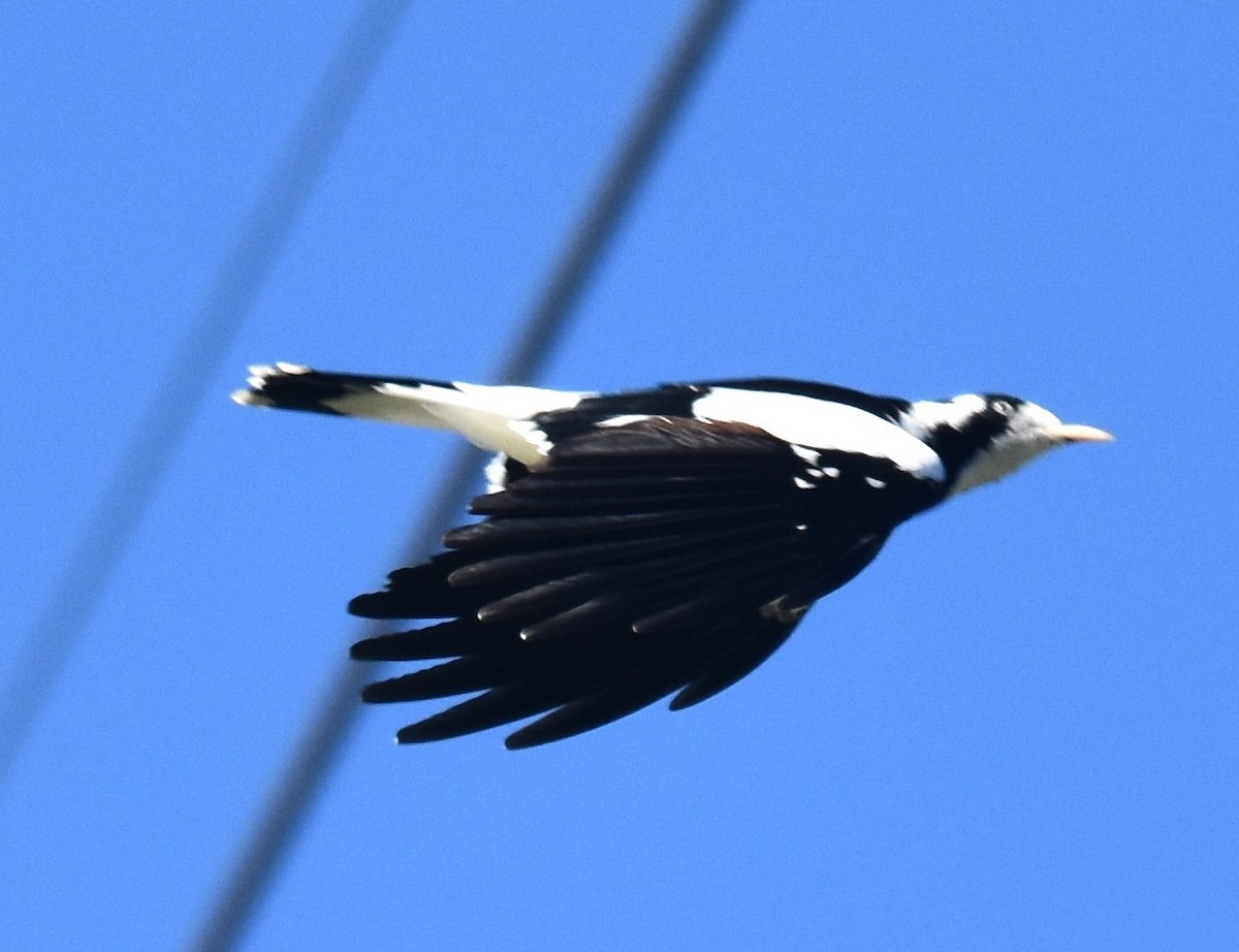Magpie-lark - ML641668006