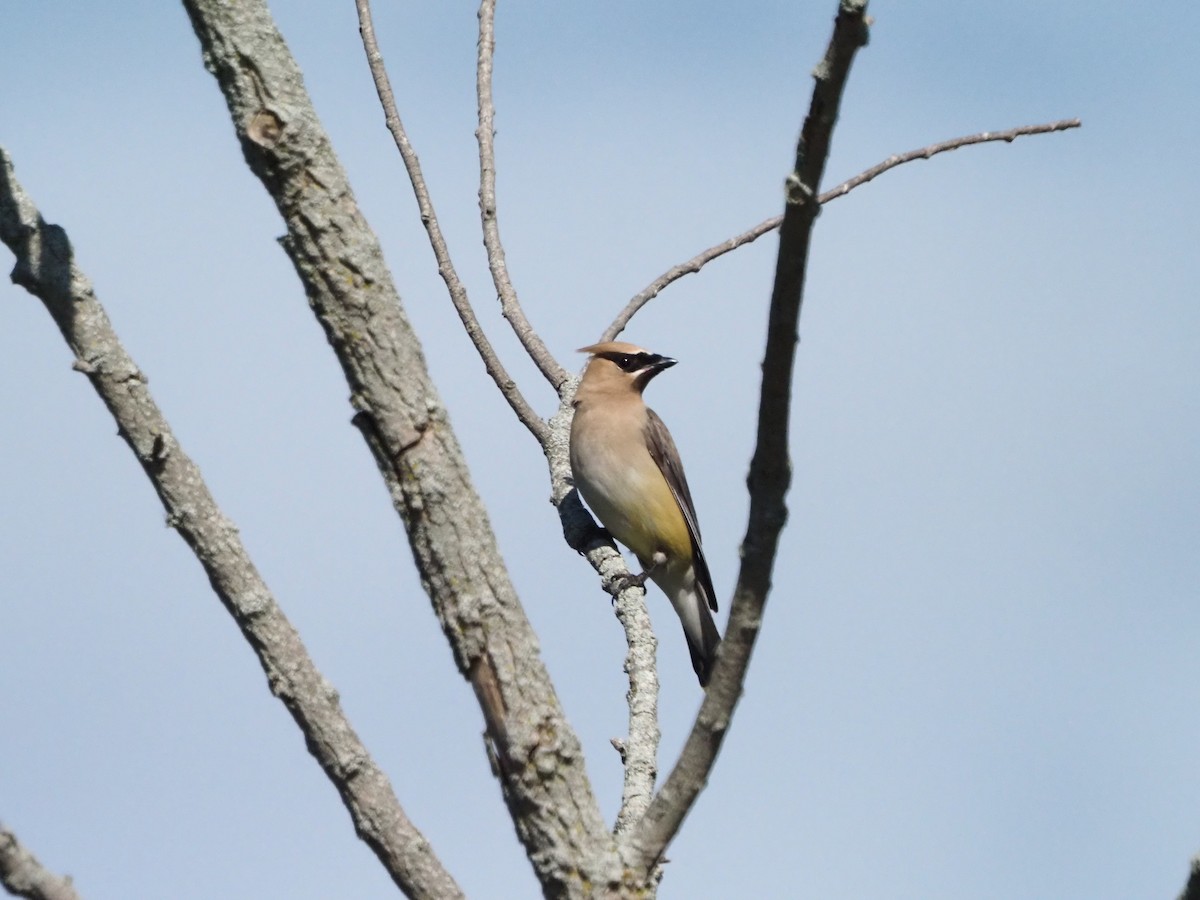Cedar Waxwing - ML641668010