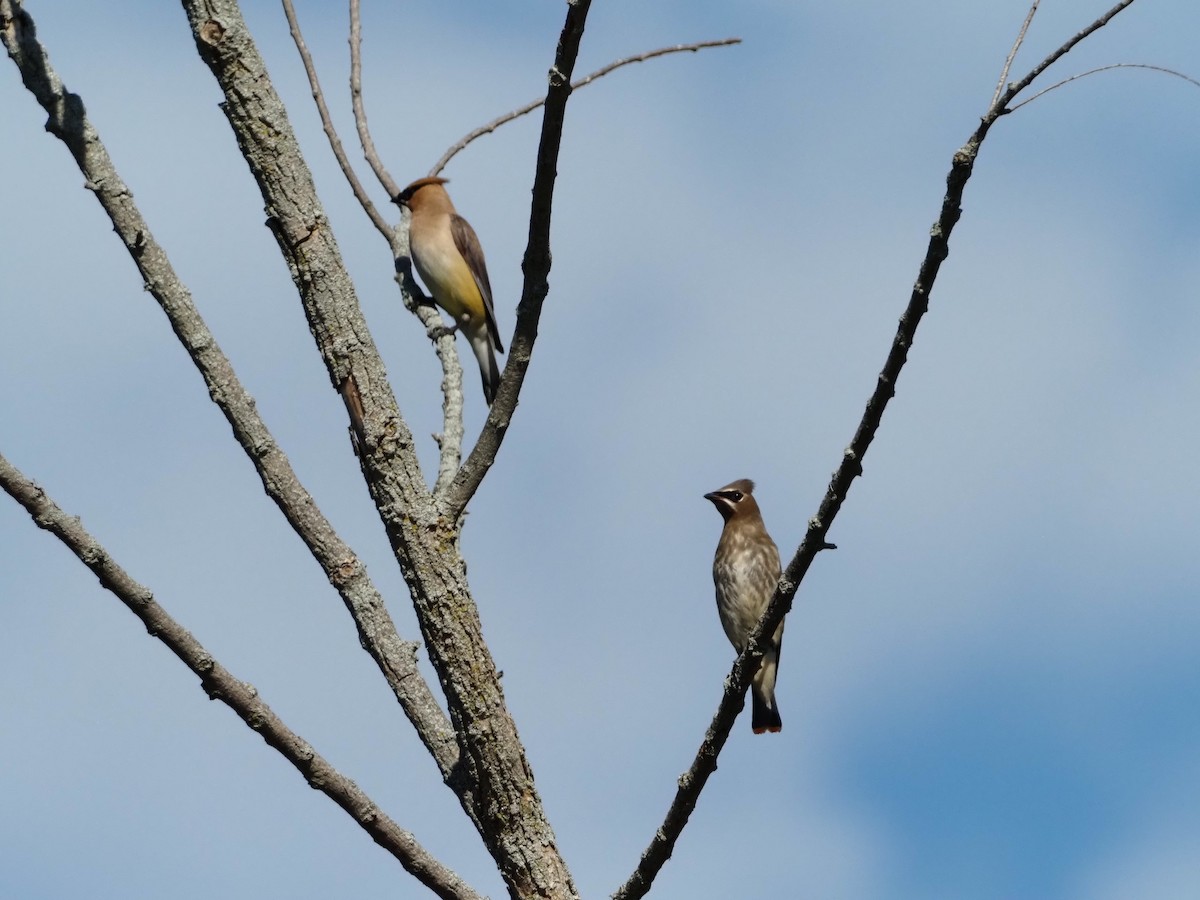 Cedar Waxwing - ML641668011