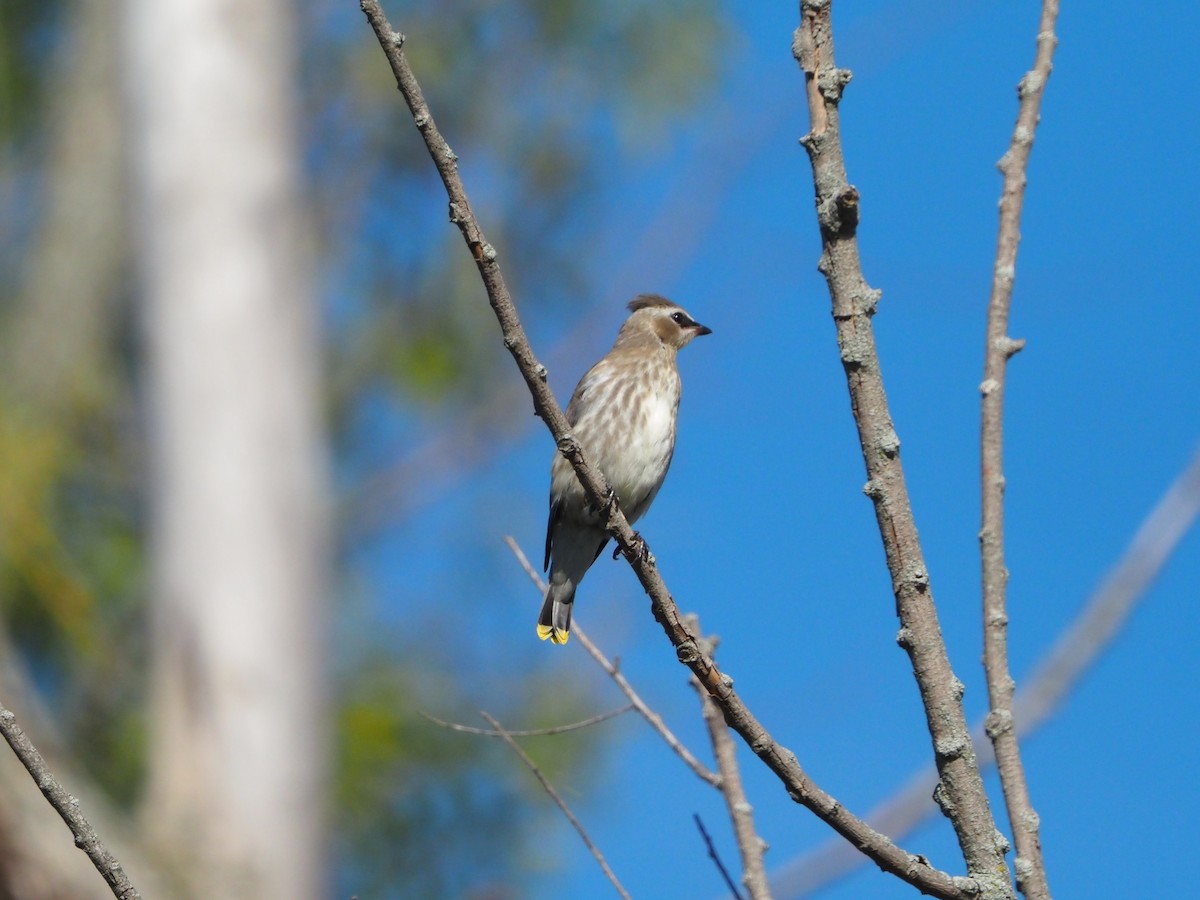 Cedar Waxwing - ML641668012