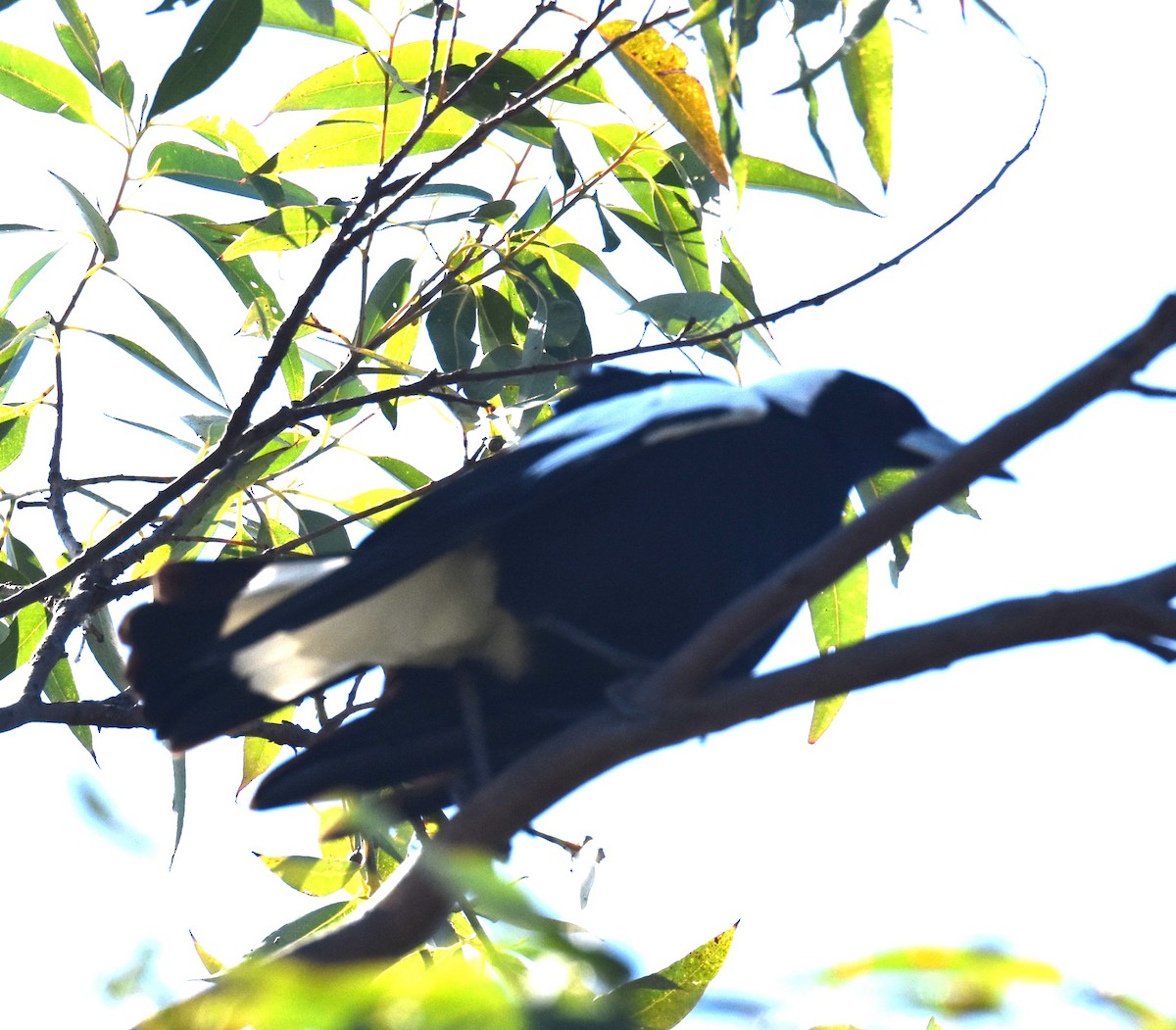 Australian Magpie - ML641668017