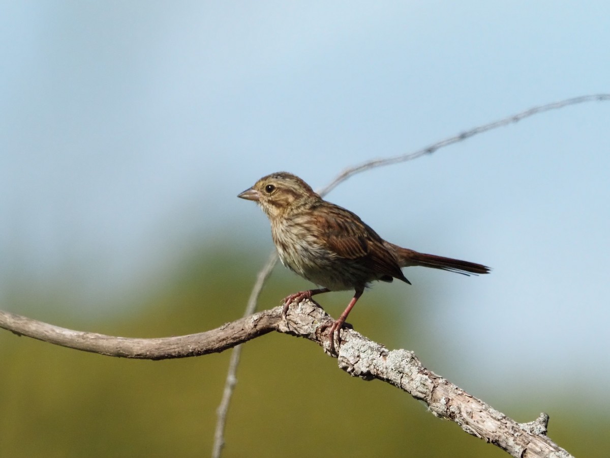 Song Sparrow - ML641668028