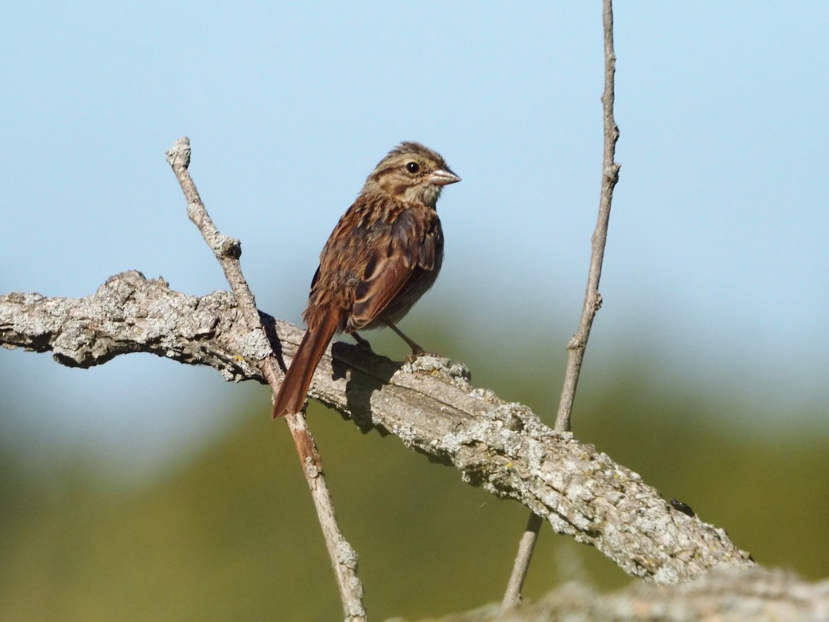 Song Sparrow - ML641668029