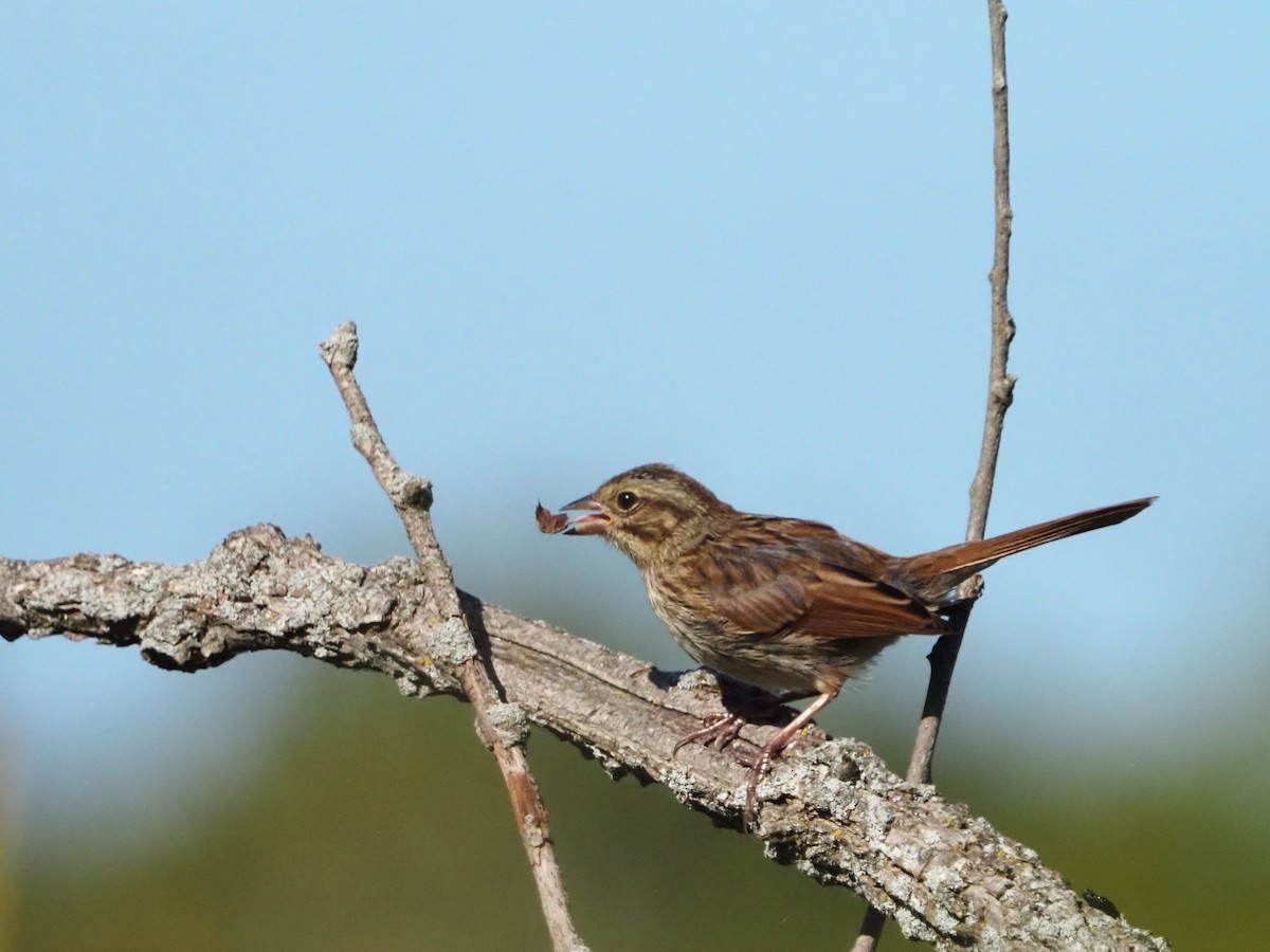 Song Sparrow - ML641668030