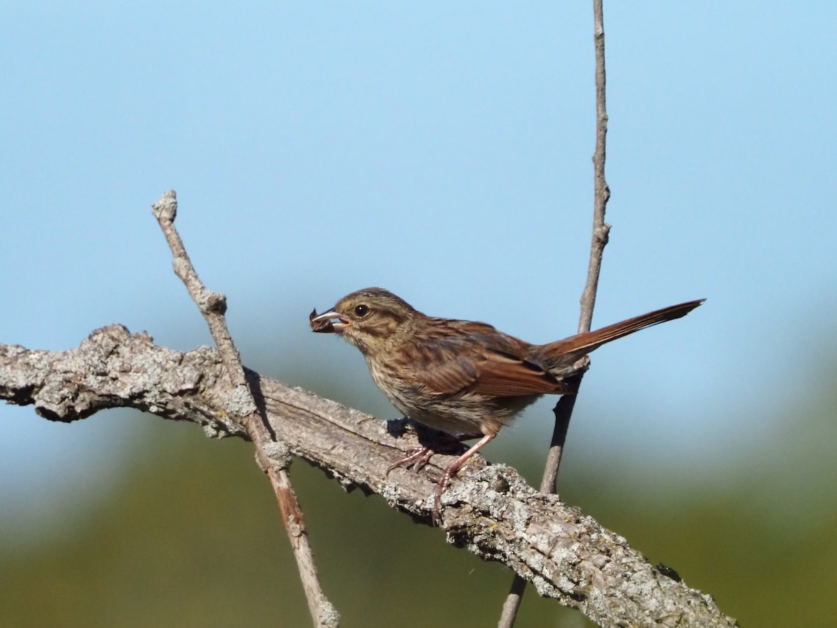 Song Sparrow - ML641668031
