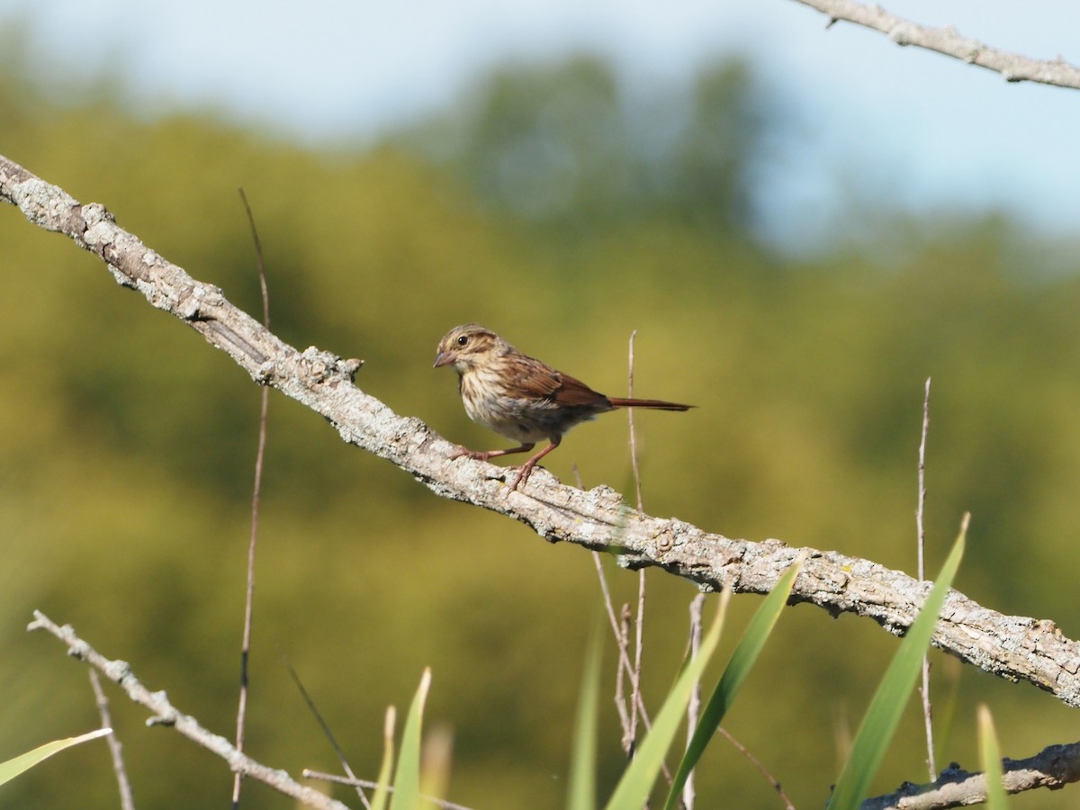 Song Sparrow - ML641668033