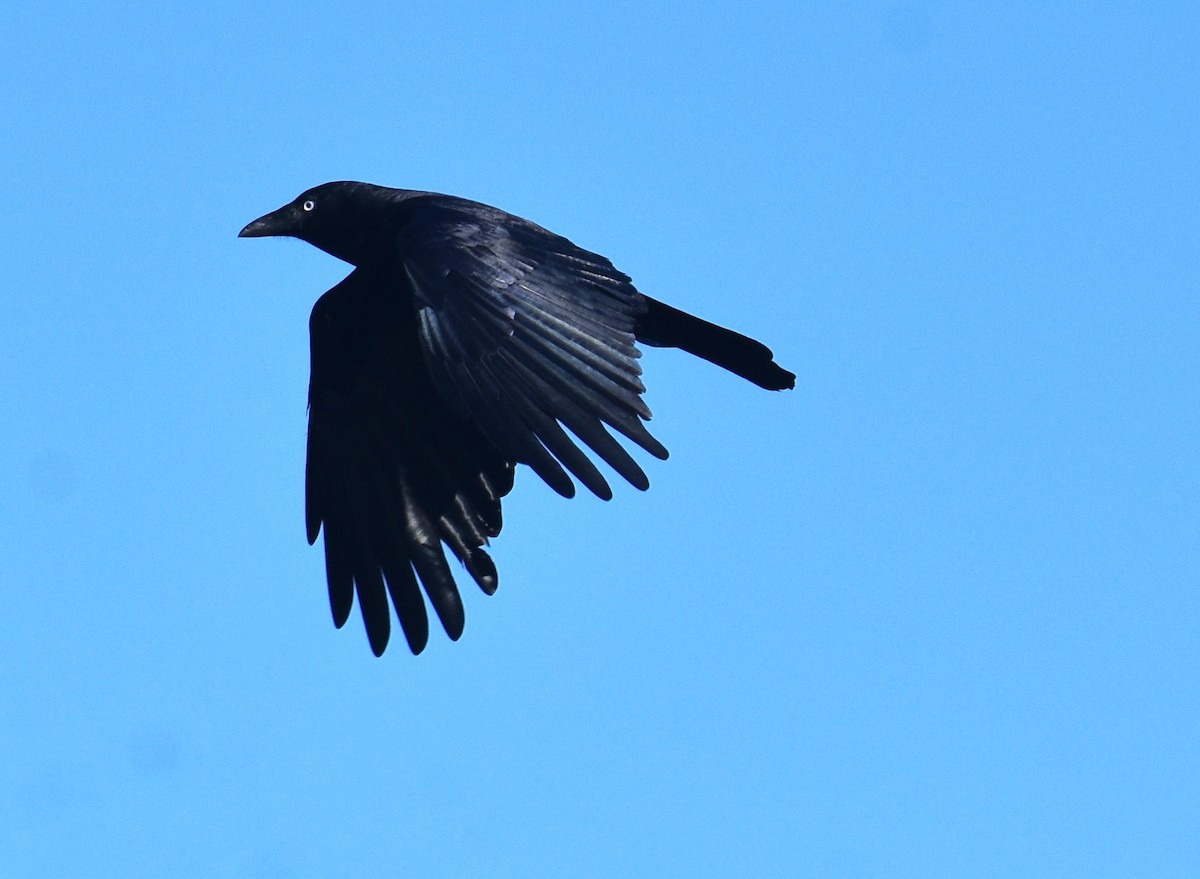 Torresian Crow - ML641668035
