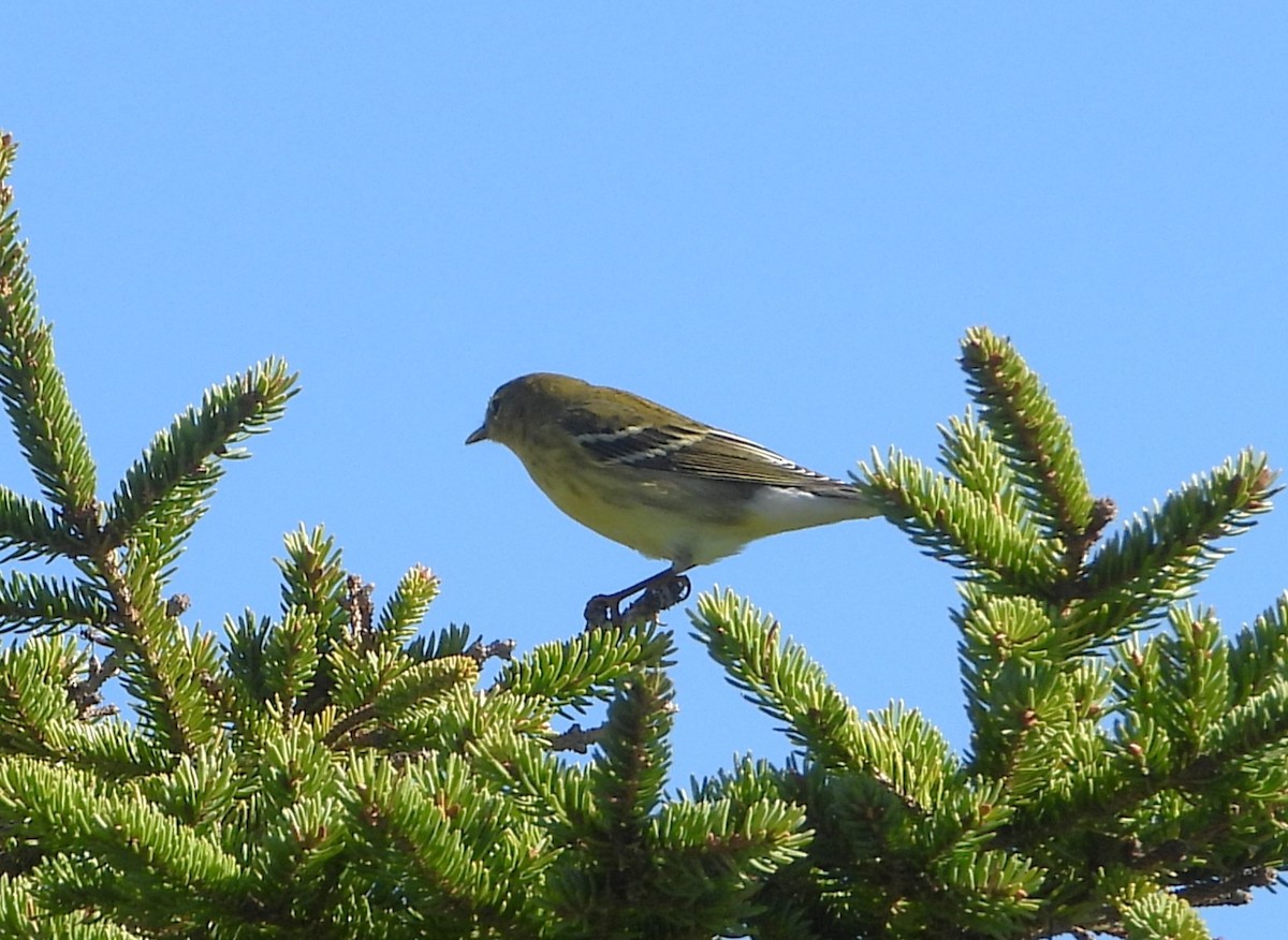 Blackpoll Warbler - ML641668037