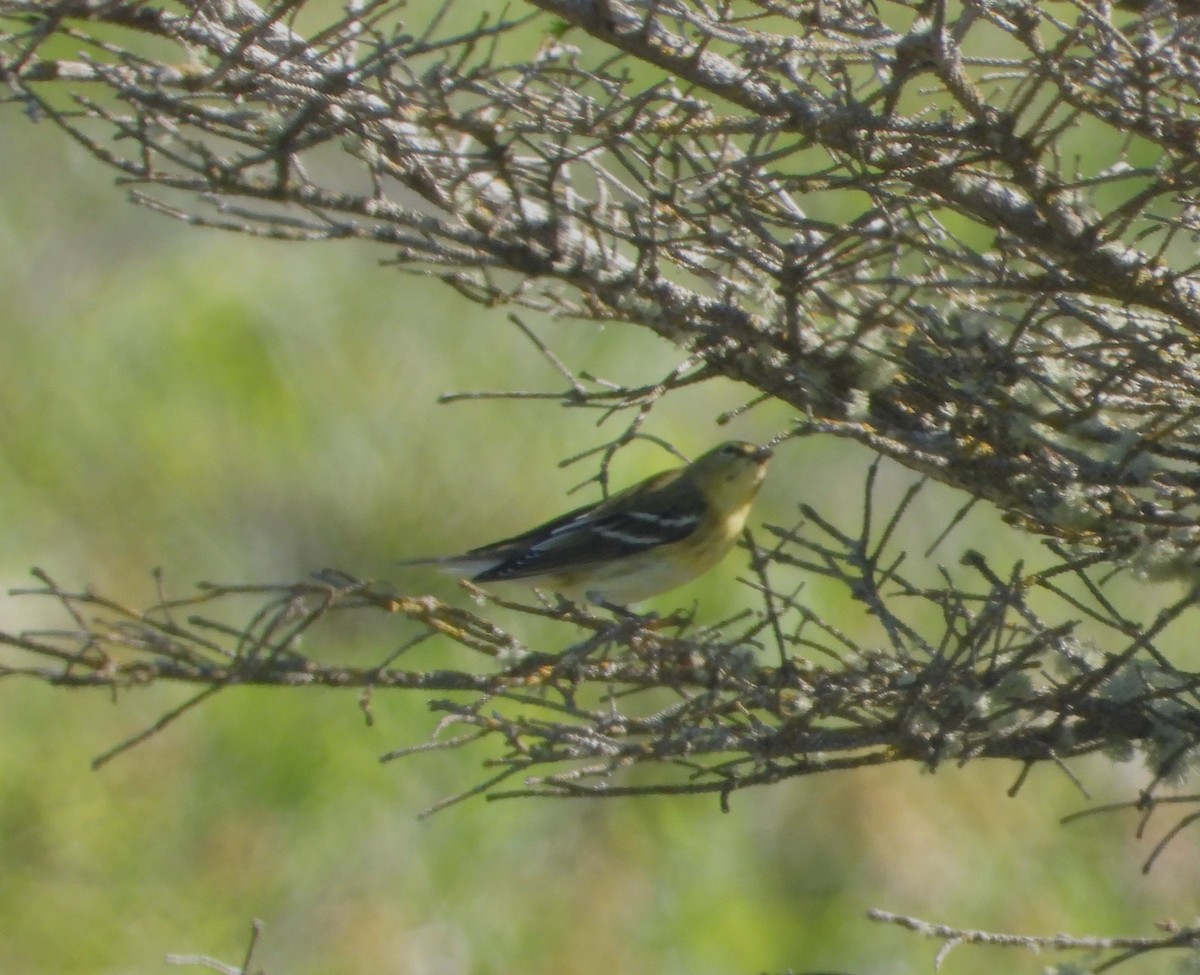 Blackpoll Warbler - ML641668038