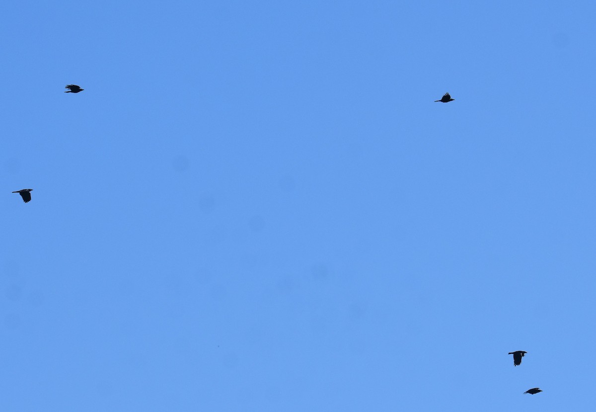 Torresian Crow - ML641668039