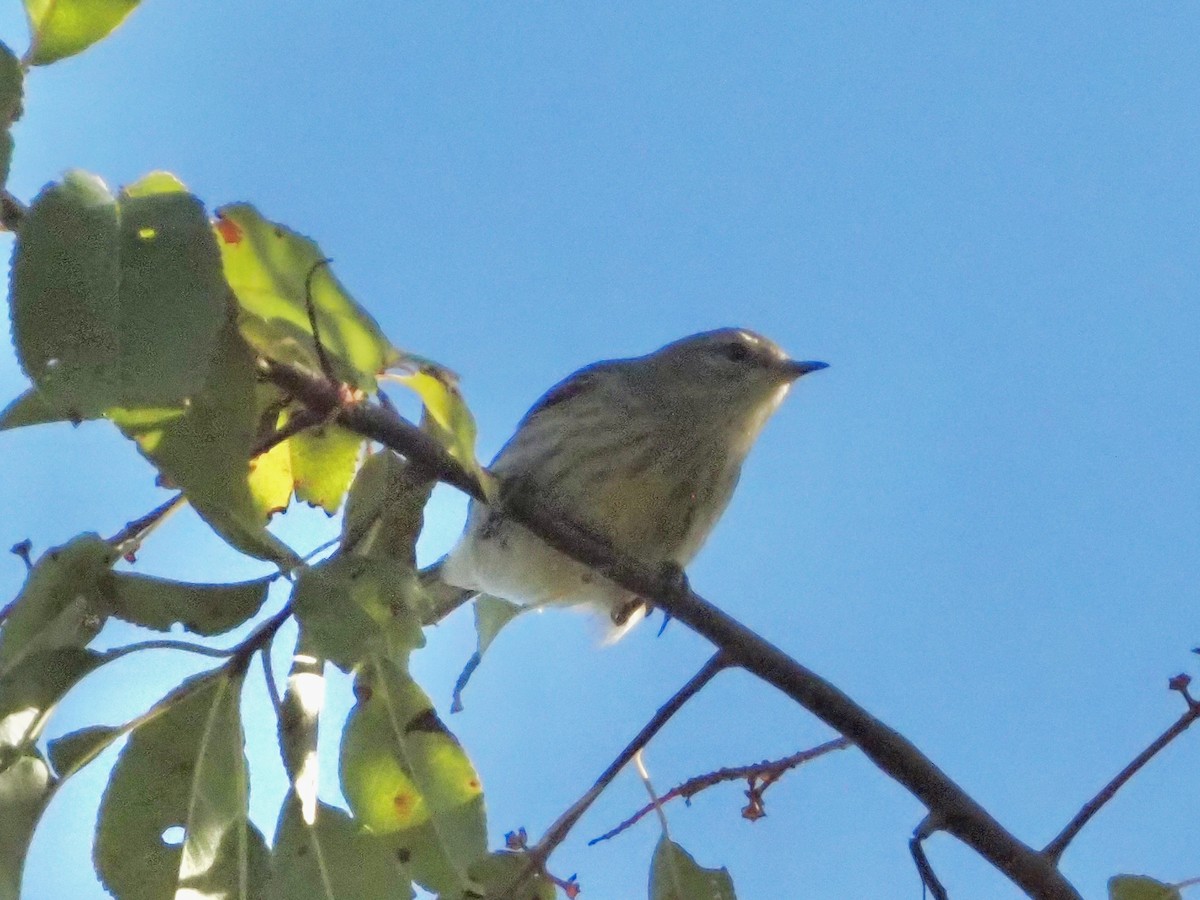 Cape May Warbler - ML641668041