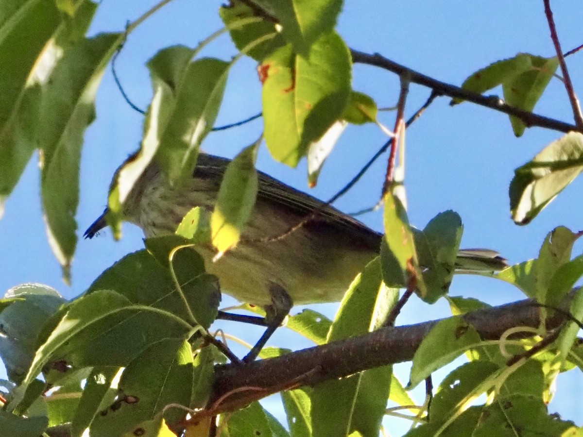 Cape May Warbler - ML641668043