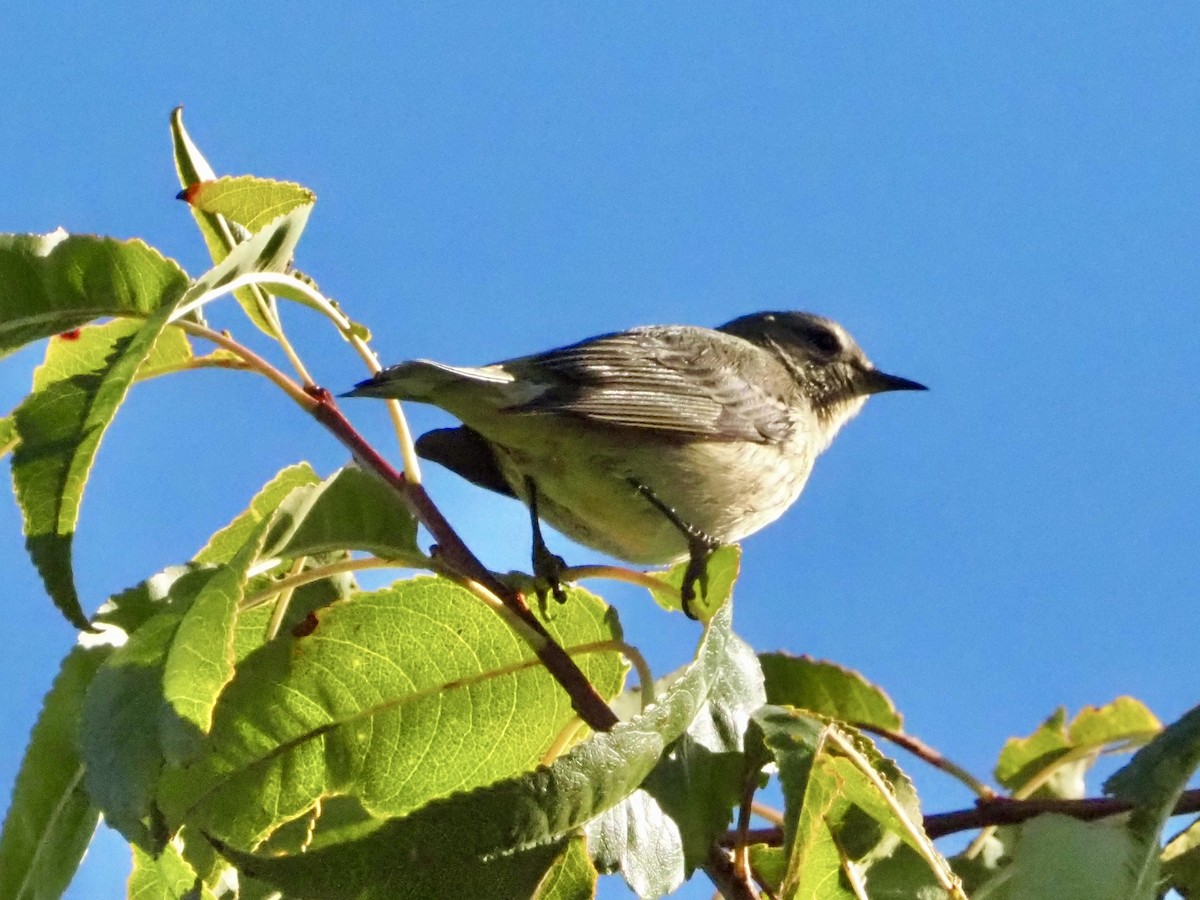 Cape May Warbler - ML641668044