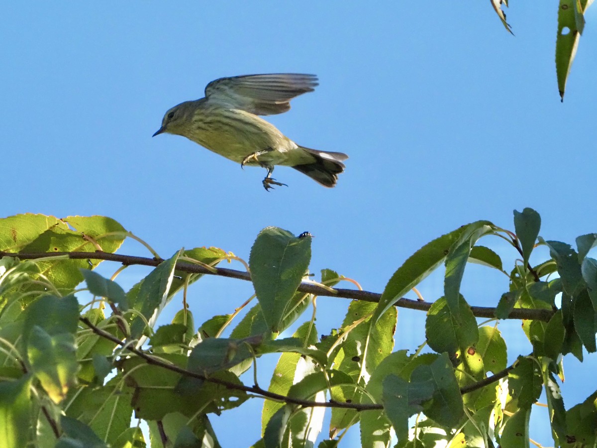 Cape May Warbler - ML641668046