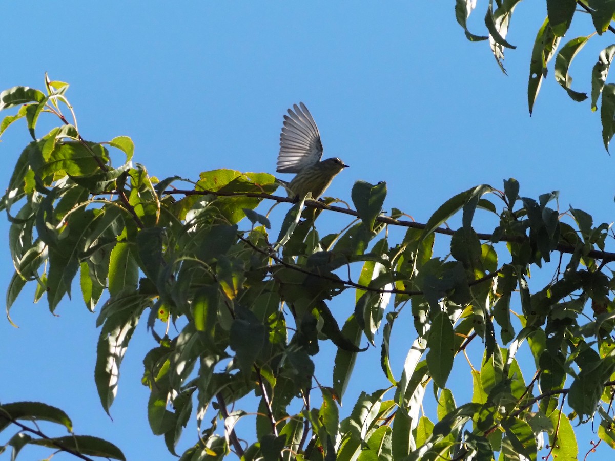 Cape May Warbler - ML641668047