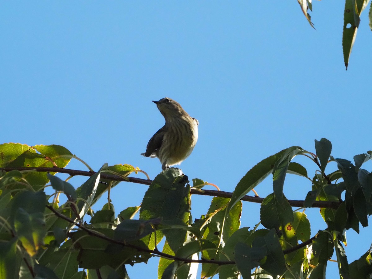 Cape May Warbler - ML641668048