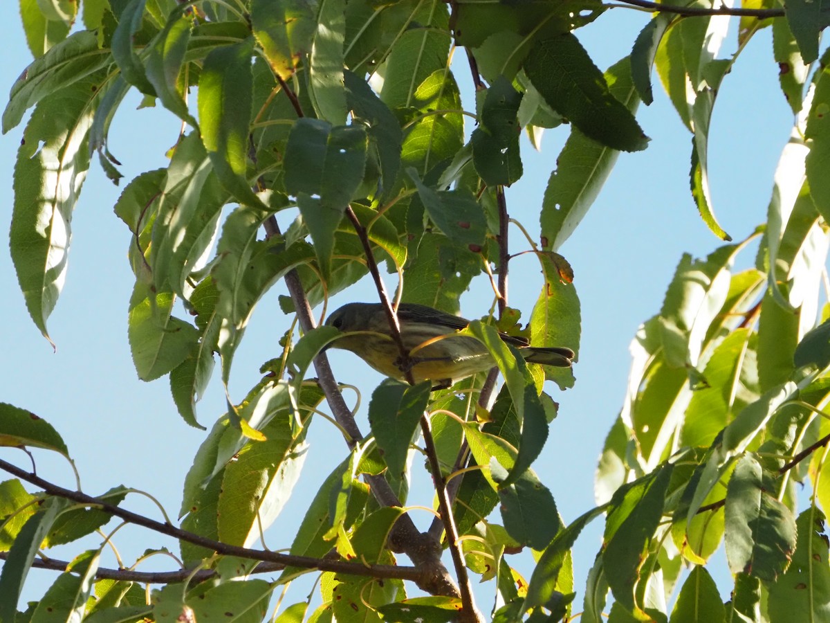 Cape May Warbler - ML641668049