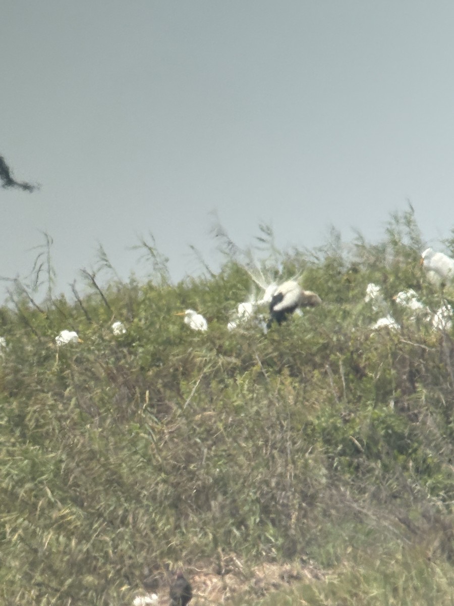 Maguari Stork - ML641668052