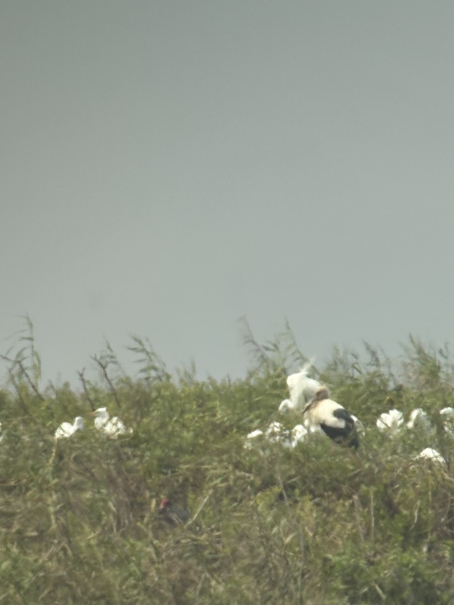 Maguari Stork - ML641668053