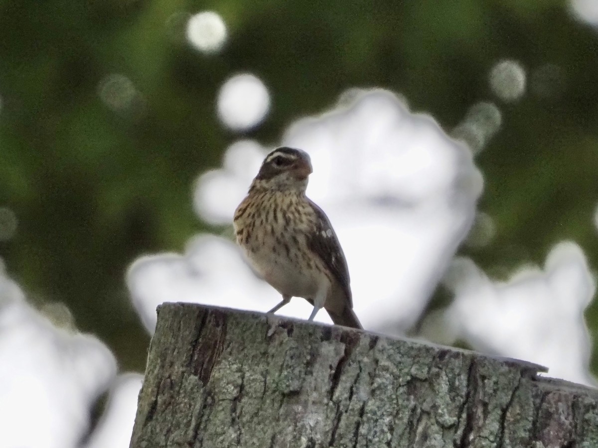 Rose-breasted Grosbeak - ML641668054