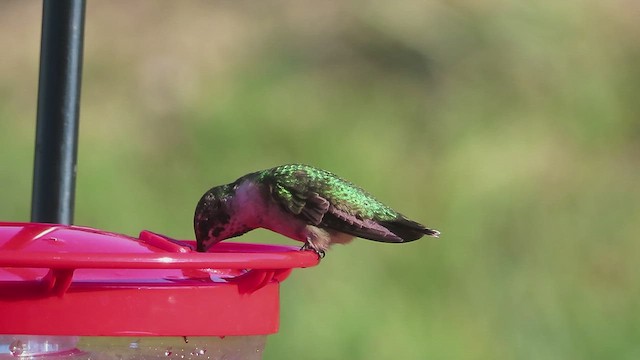 Ruby-throated Hummingbird - ML641668062