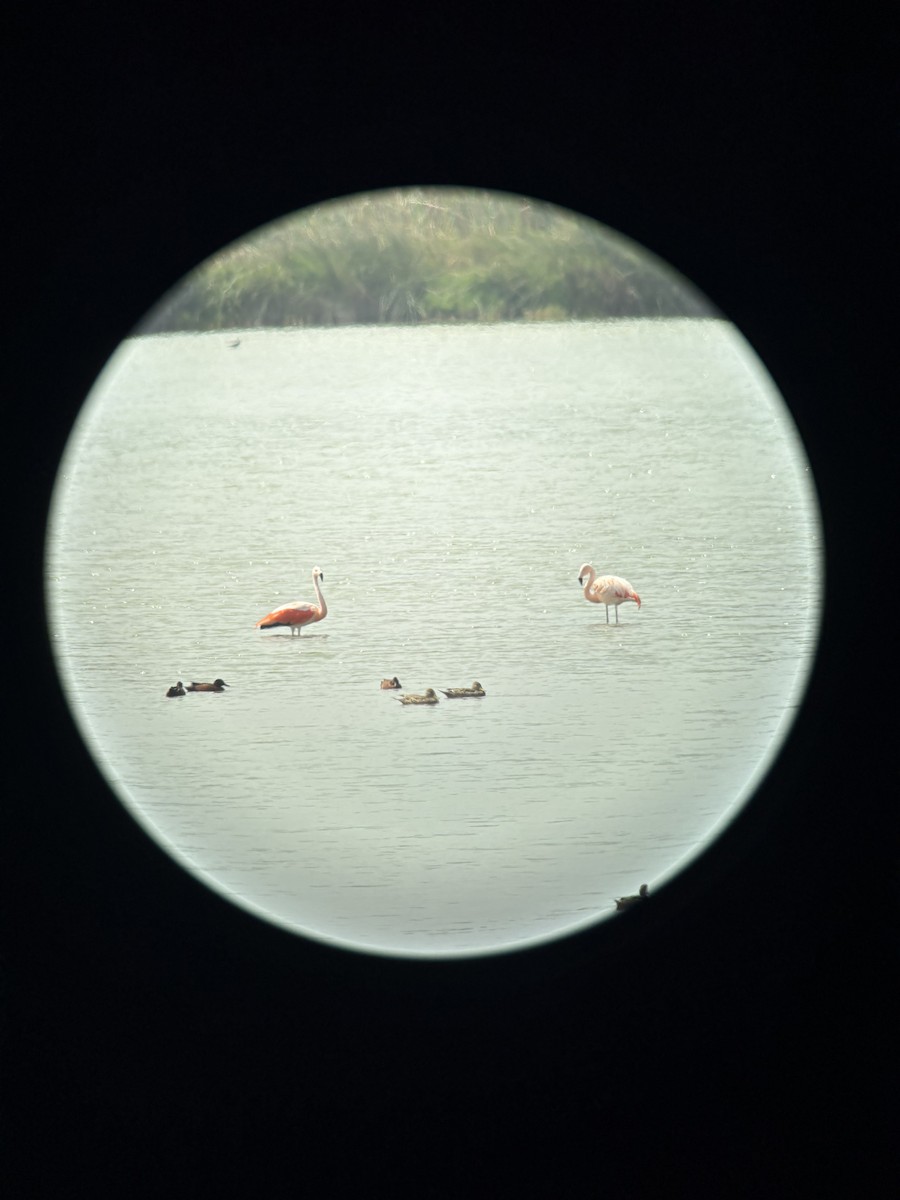 Chilean Flamingo - ML641668065