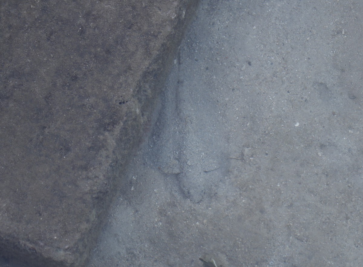 Animali - ML641668066