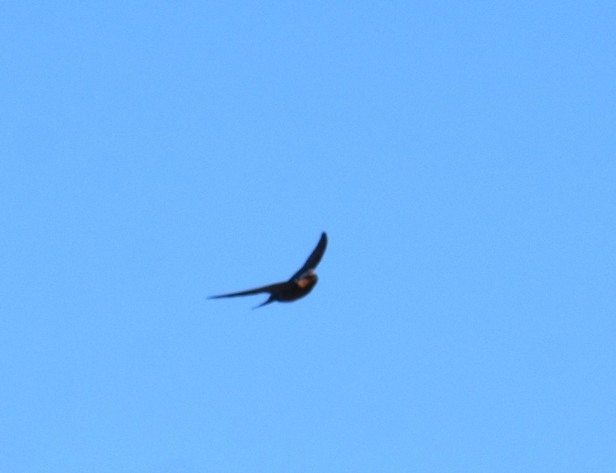 Welcome Swallow - ML641668068