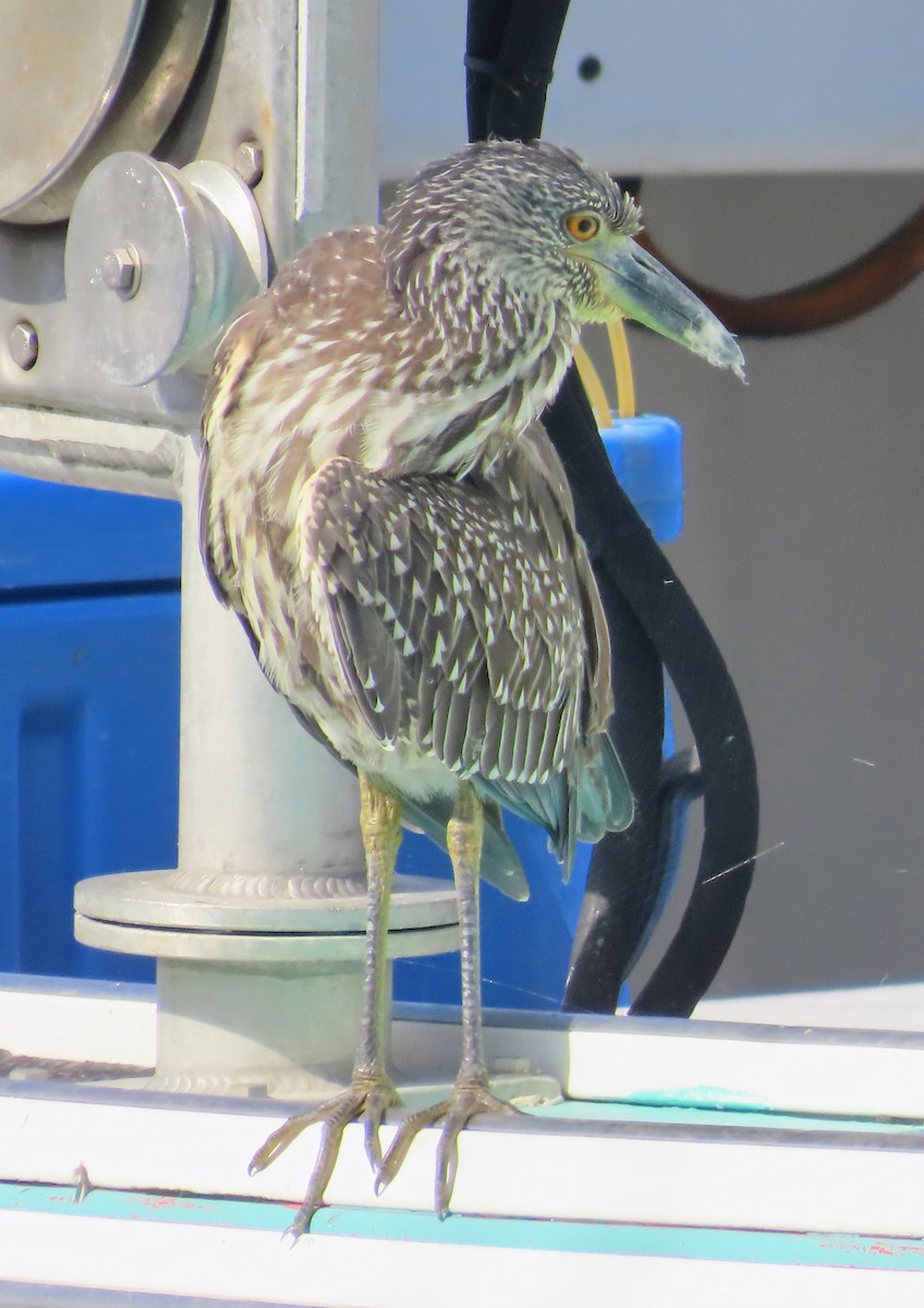 Yellow-crowned Night Heron - ML641668103