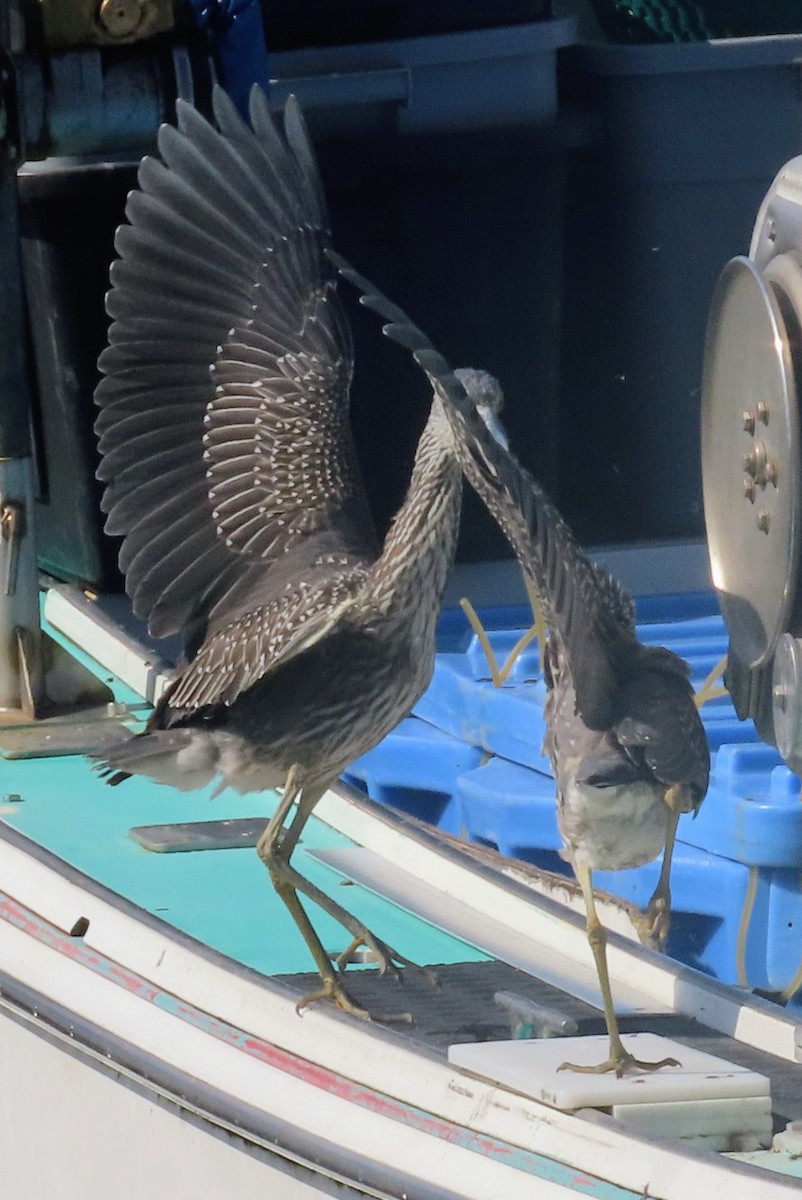 Yellow-crowned Night Heron - ML641668104
