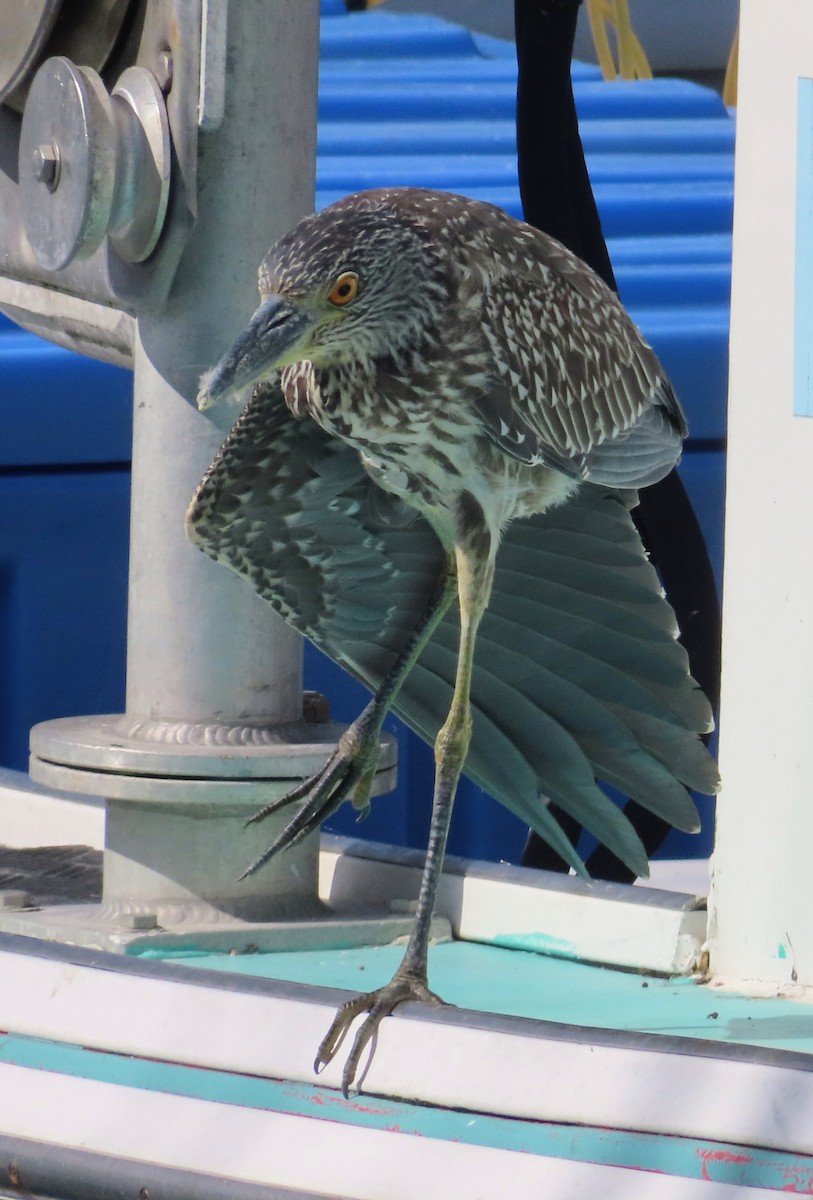 Yellow-crowned Night Heron - ML641668105