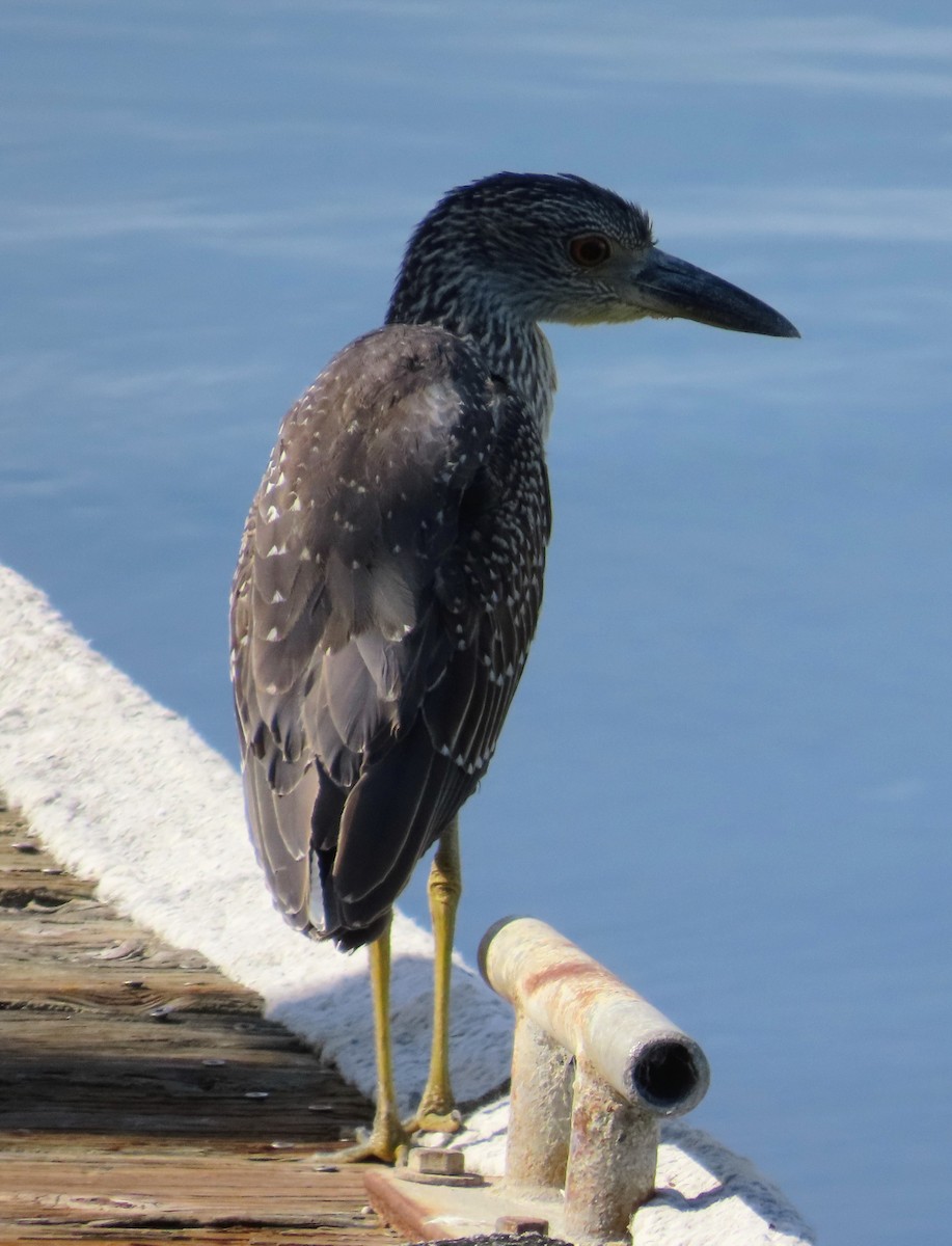 Yellow-crowned Night Heron - ML641668109
