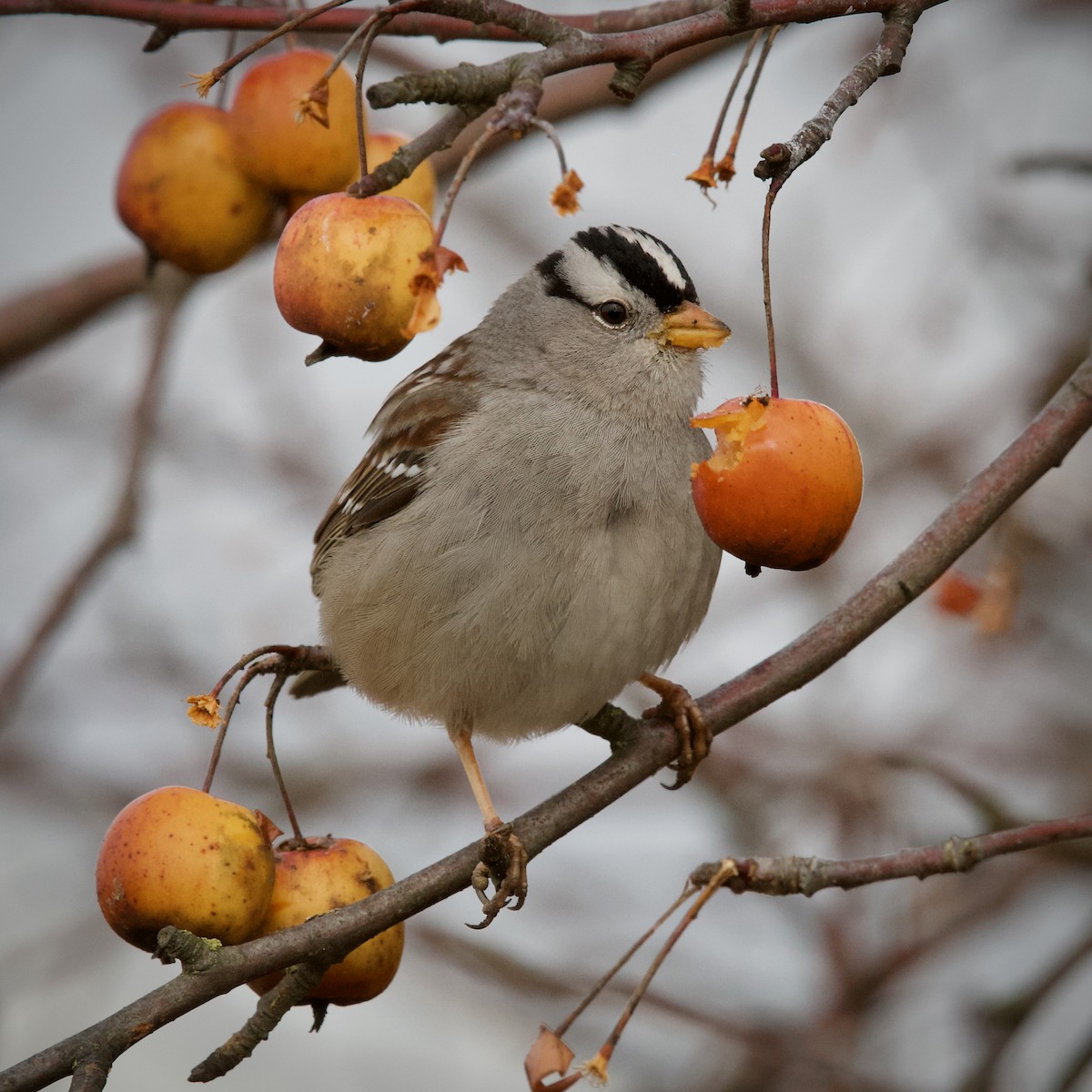 White-crowned Sparrow - ML641668110