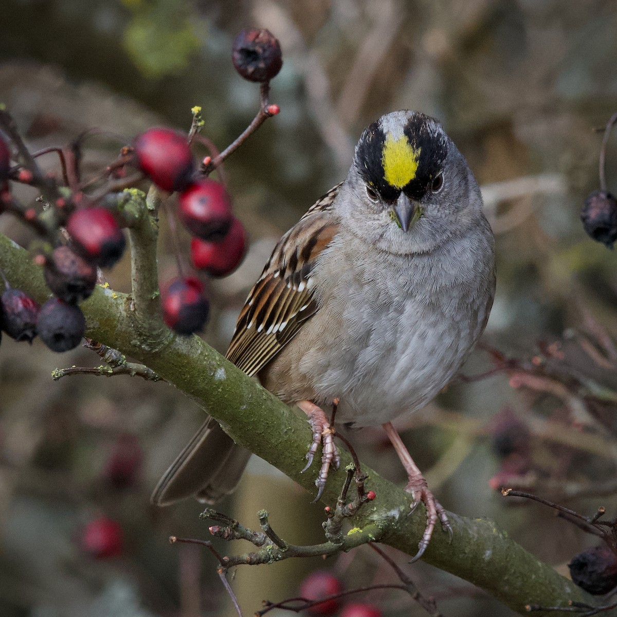 Golden-crowned Sparrow - ML641668115