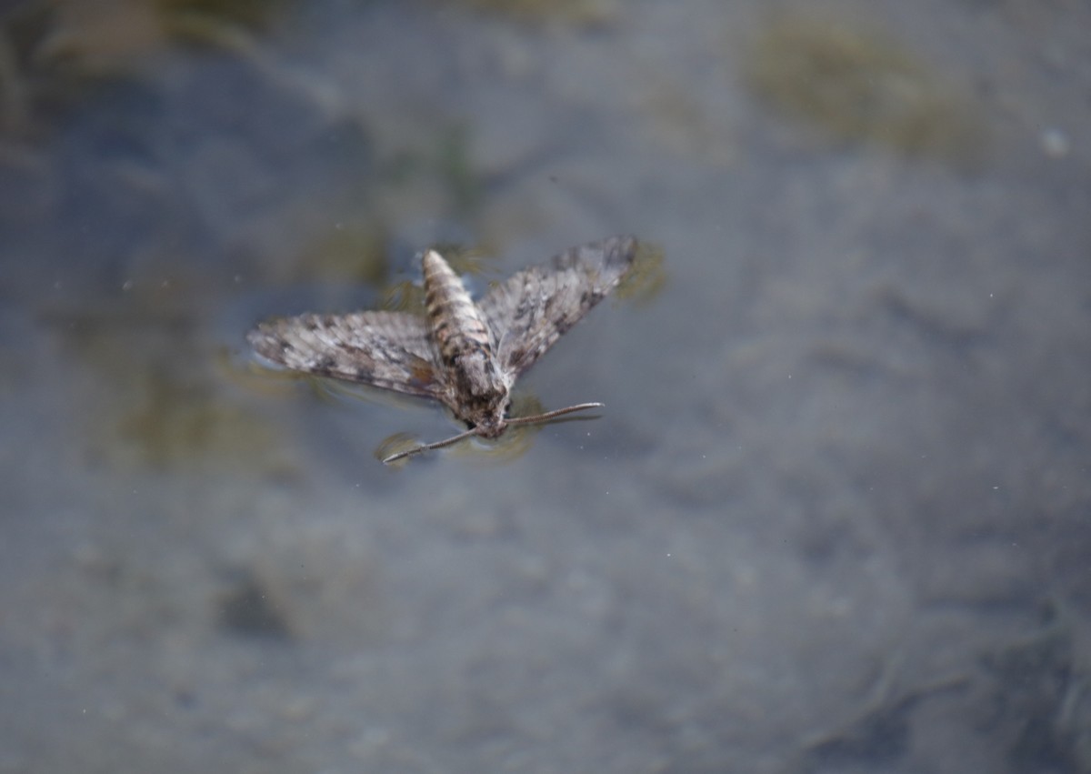 Animali - ML641668136