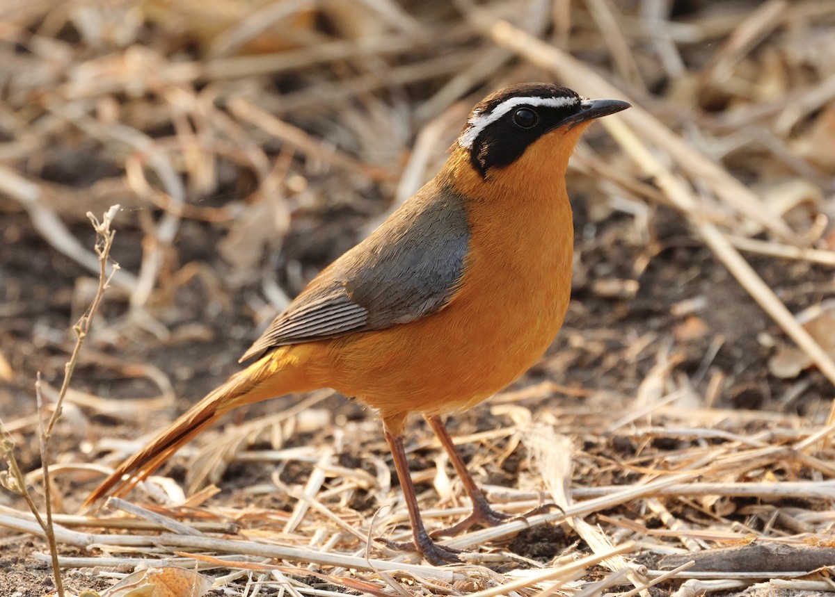 White-browed Robin-Chat - ML641668142