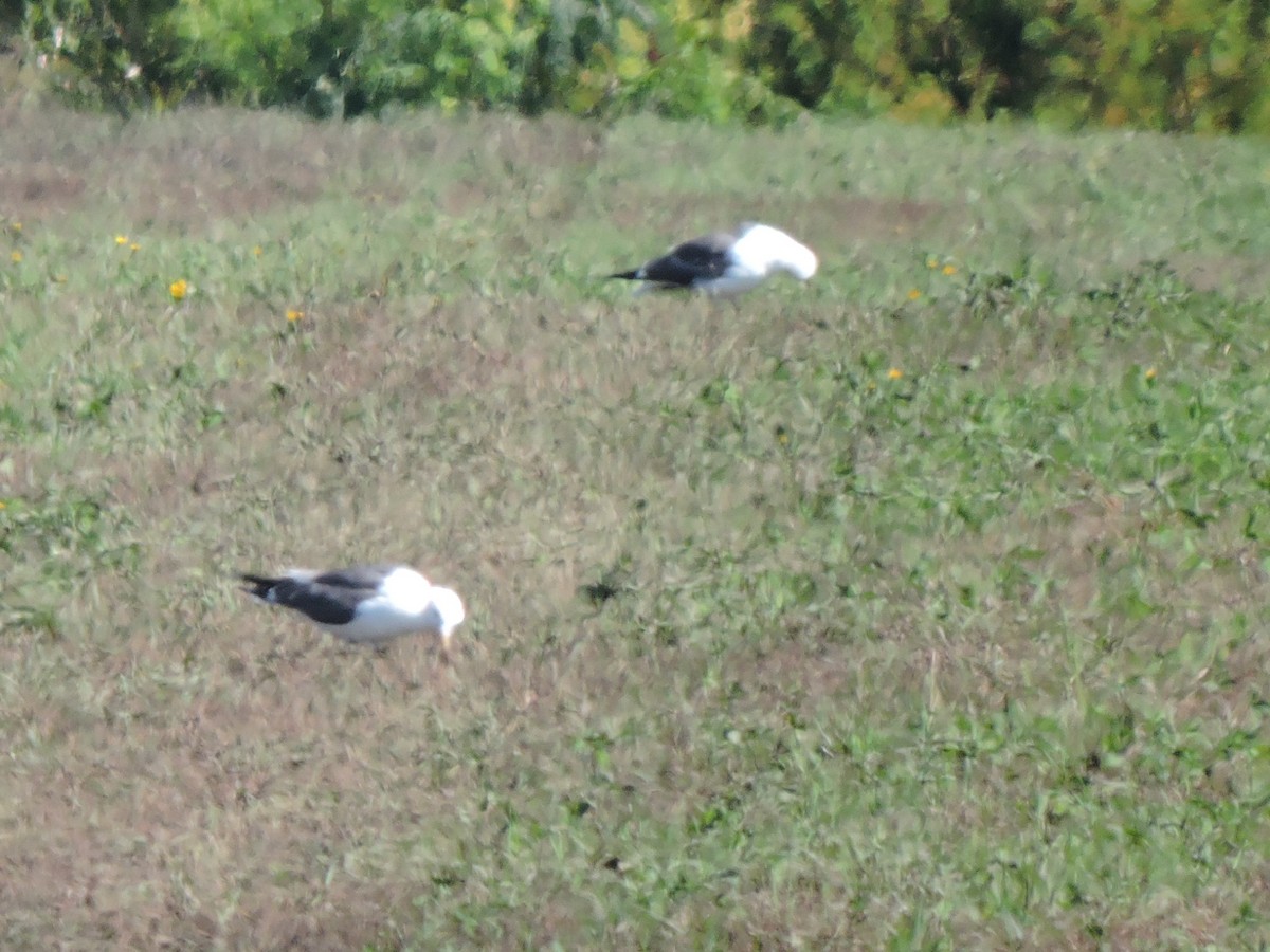 Lesser Black-backed Gull - ML641668148