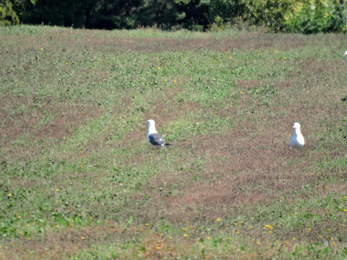 Lesser Black-backed Gull - ML641668175